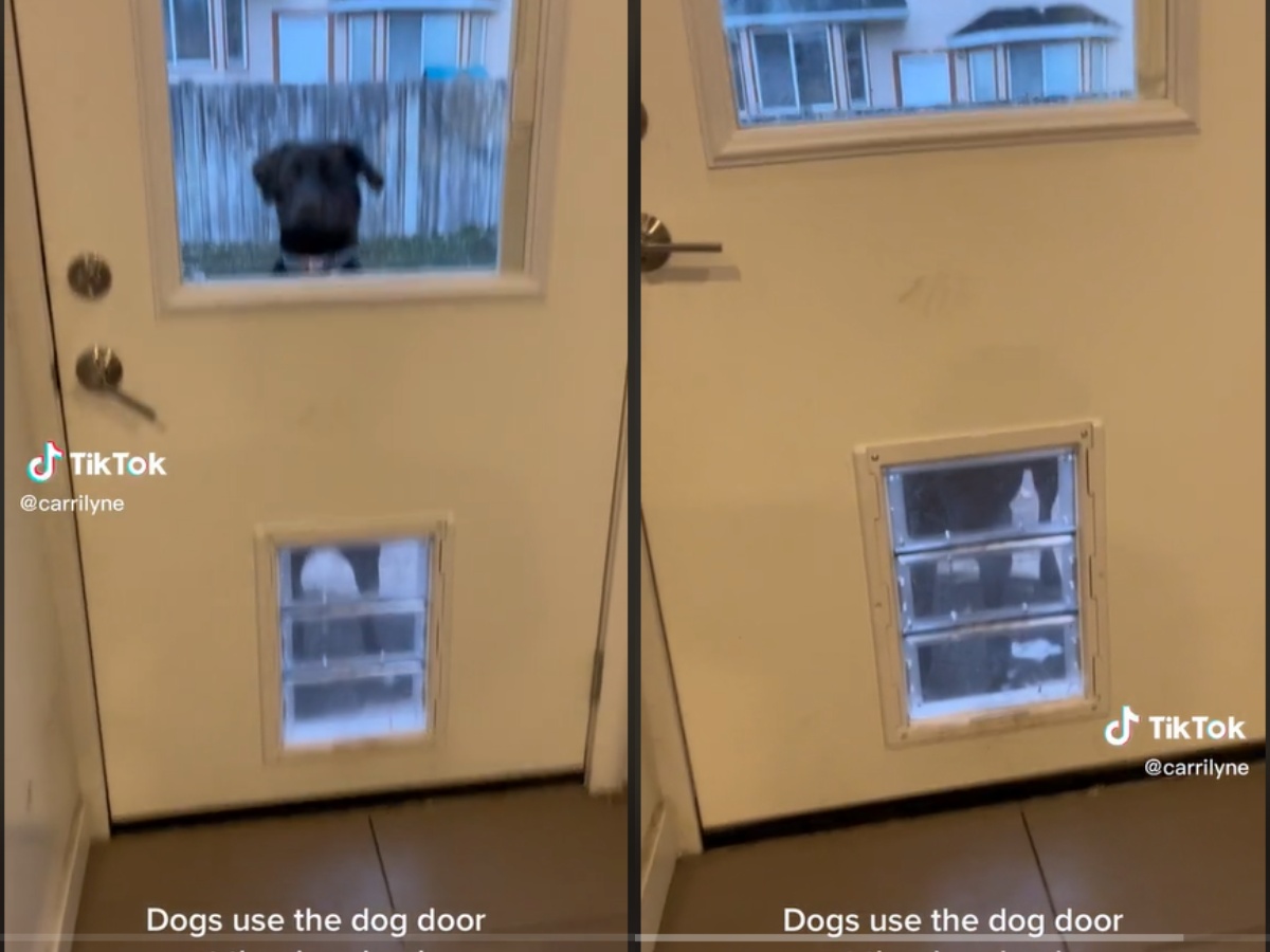 Labrador Retriever Refuses To Use The Dog Door